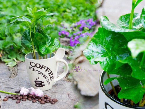 Planta de cafea
